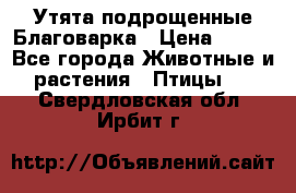 Утята подрощенные Благоварка › Цена ­ 100 - Все города Животные и растения » Птицы   . Свердловская обл.,Ирбит г.